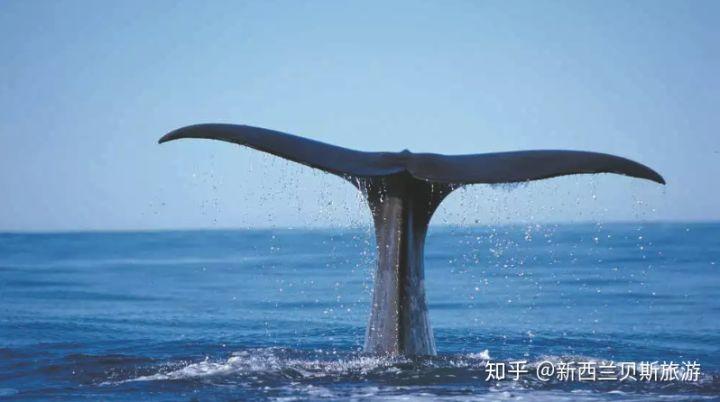 凯库拉游轮观巨大鲸鱼